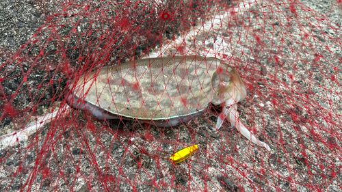 コウイカの釣果