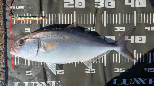 釣り堀ハマカツ