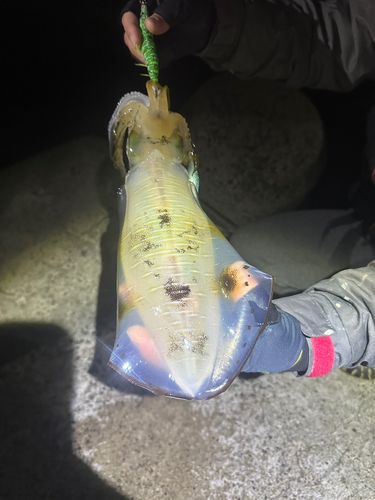 輪島崎釣いかだ組合