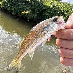 ラージマウスバス