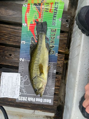 ブラックバスの釣果