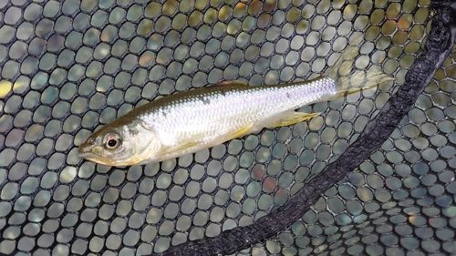 カワムツの釣果