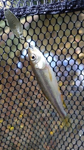 カワムツの釣果