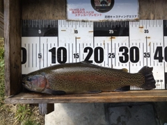 ニジマスの釣果