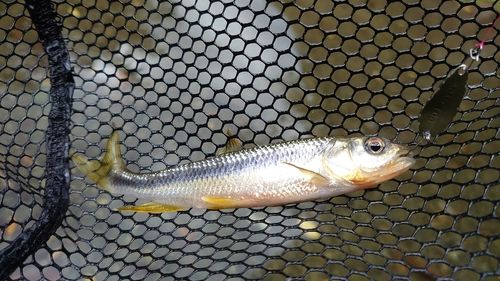 カワムツの釣果