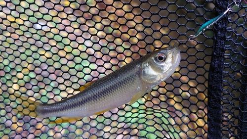 カワムツの釣果