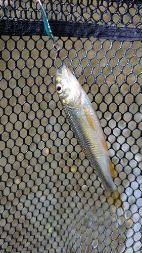 カワムツの釣果