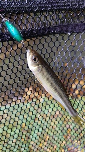 カワムツの釣果