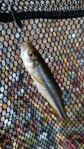 カワムツの釣果