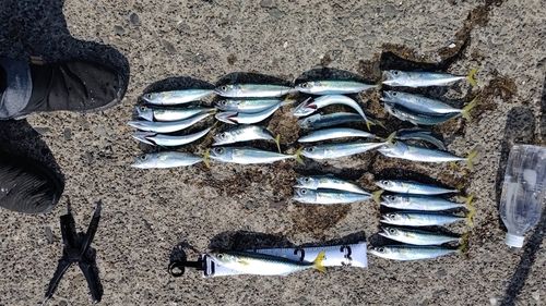 サバの釣果