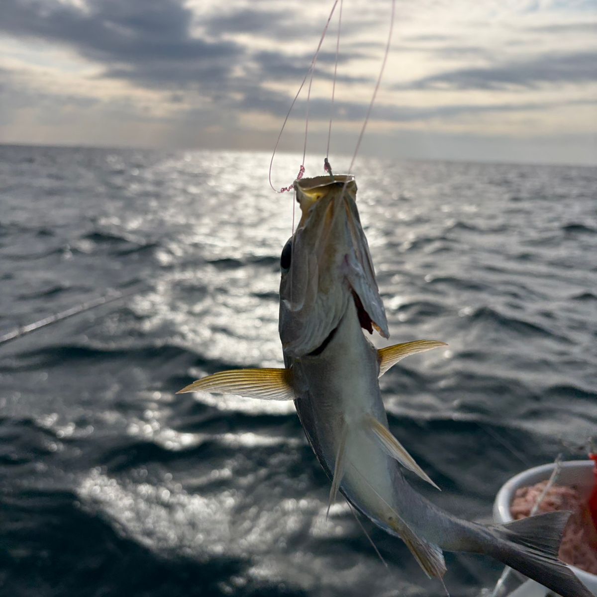 Tarzan1018さんの釣果 1枚目の画像