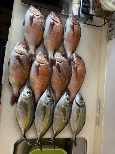 フィッシングレインボー