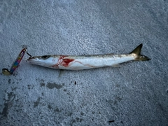 アカカマスの釣果