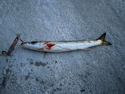 アカカマスの釣果