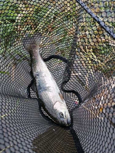 ニジマスの釣果