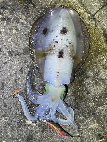 アオリイカの釣果