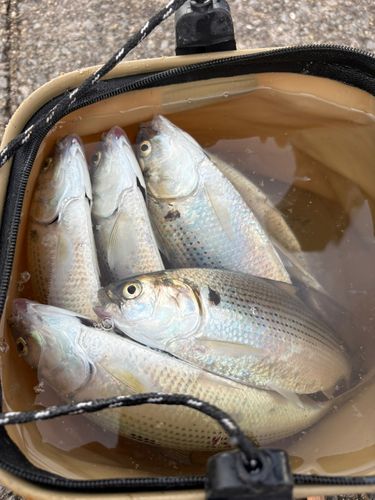 コノシロの釣果