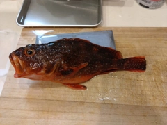 ウッカリカサゴの釣果