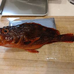 ウッカリカサゴ