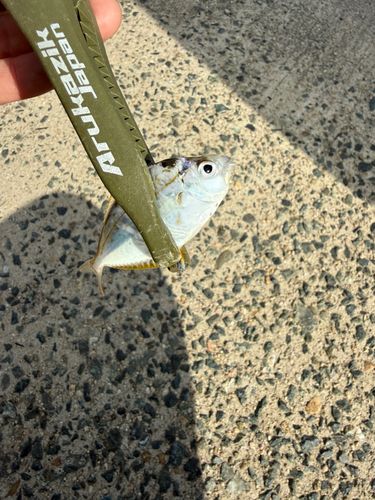 ヒイラギの釣果