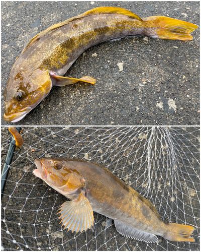 アイナメの釣果