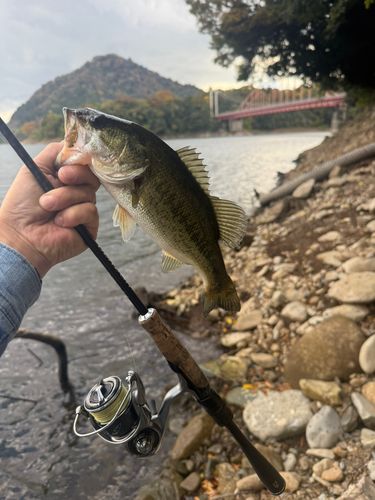 ラージマウスバスの釣果