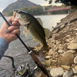 ラージマウスバス