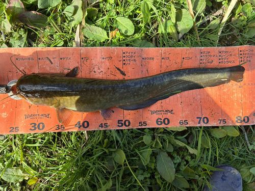 ナマズの釣果