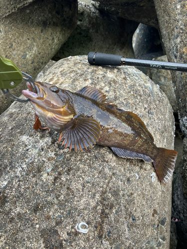 アイナメの釣果
