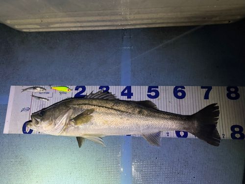 ディズニーリゾート付近