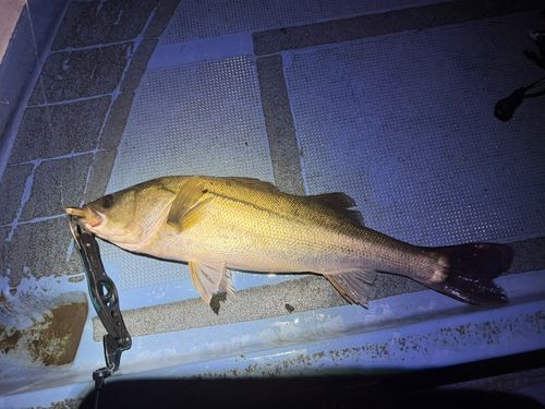 シーバスの釣果