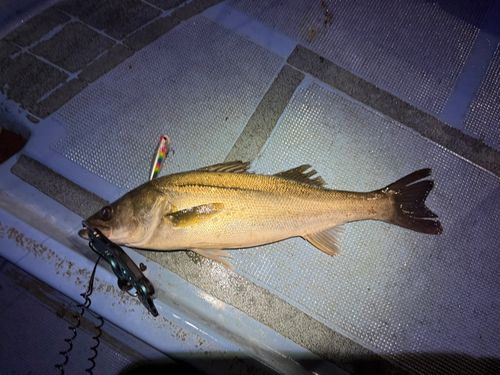 シーバスの釣果