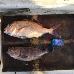 マハタの釣果