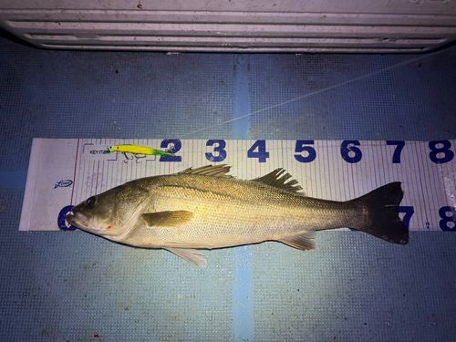 シーバスの釣果