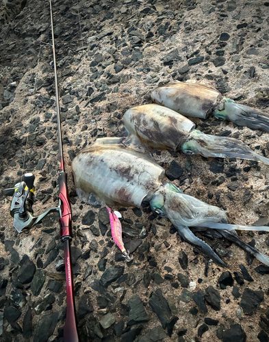 アオリイカの釣果