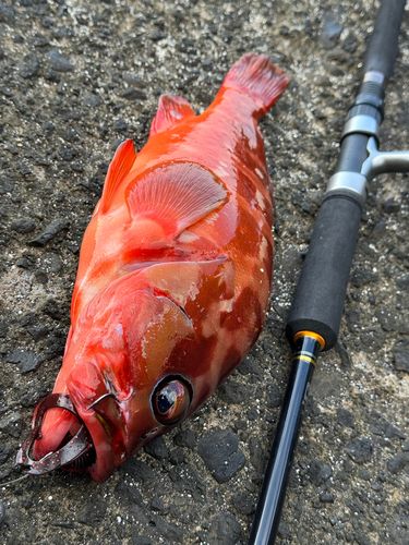 アカハタの釣果