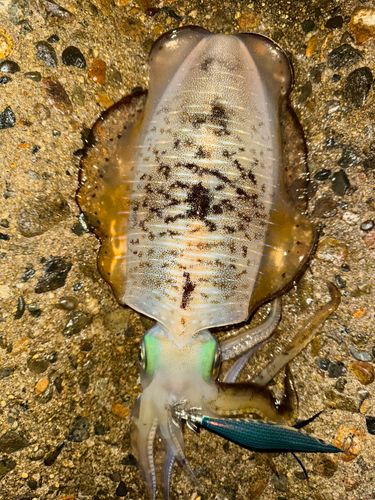 大野地区釣り護岸