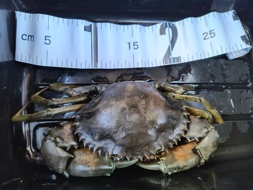 碧南海釣り公園