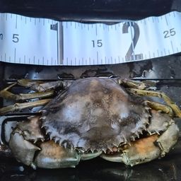 ノコギリガザミ