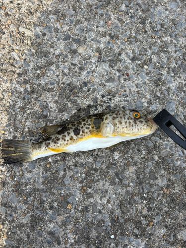 アカメフグの釣果