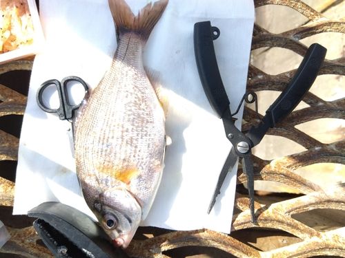 磯子海づり施設