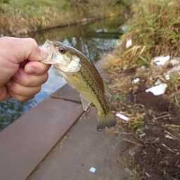 ラージマウスバス