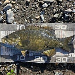 スモールマウスバス