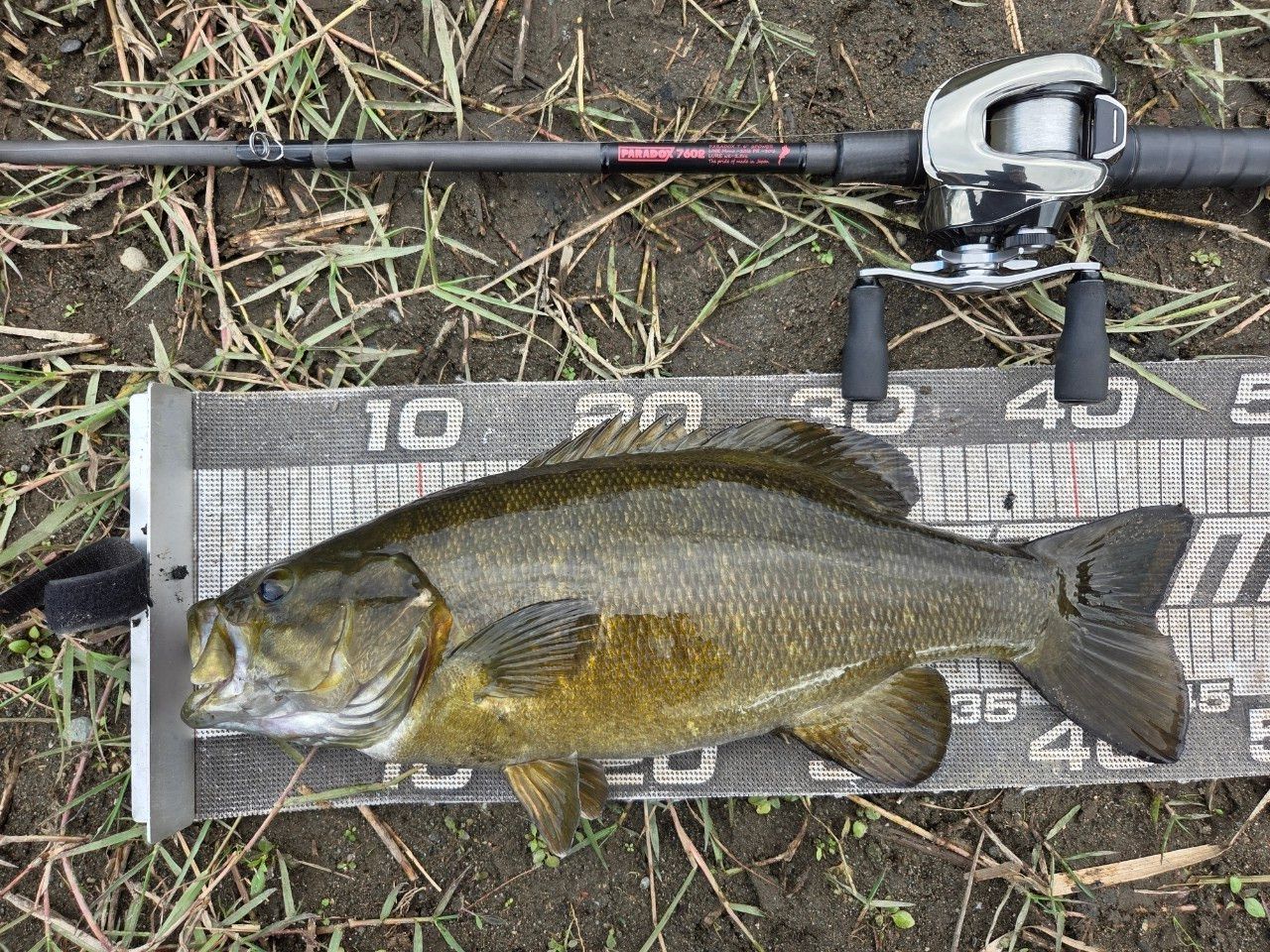 スモールマウスバス