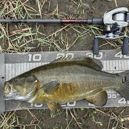 スモールマウスバス