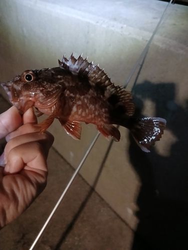 金沢水際線緑地（福浦岸壁）