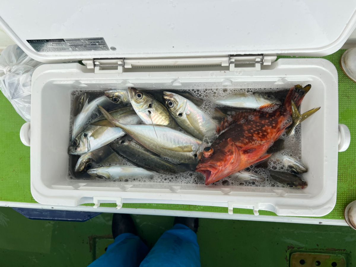 政信丸さんの釣果 3枚目の画像