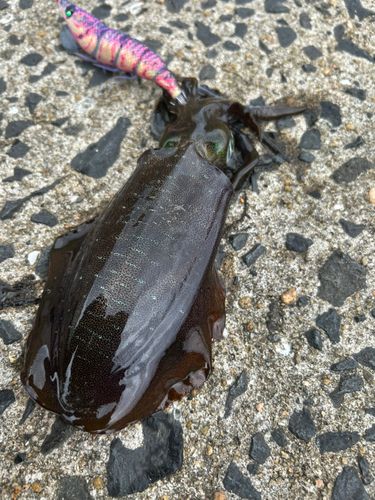 アオリイカの釣果