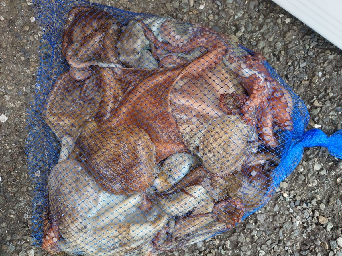 変態様さんの釣果 2枚目の画像