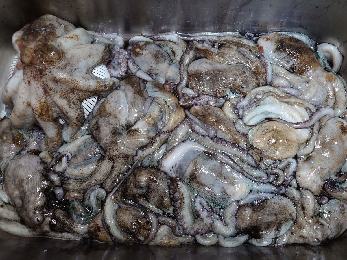 変態様さんの釣果 2枚目の画像